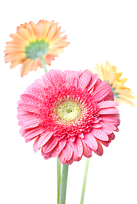 포토 JPG 해외이미지 식물 계절 꽃잎 꽃 분홍색 꽃다발 백그라운드 잎 꽃무늬 자연 발렌타인데이 선물 사랑 사람없음 초록색 물 컬러풀 노란색 머리 보라색 봄 거품 젖음 성장 벚꽃 흰색 물방울 신선 생일 떨어짐 이슬 빗방울 묘사 오브젝트 싱글 데이지 거베라 고립 해외202004 해외포토 자연요소 기념일 감정 컬러 컨셉 무늬 데이이벤트 신체부위 비_날씨 생태계 파일형식 이미지허브