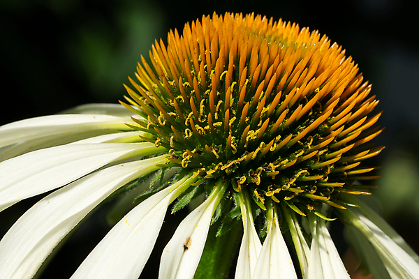 포토 JPG 해외이미지 식물 계절 꽃잎 꽃 꽃무늬 자연 사람없음 야외 정원 성장 벚꽃 신선 개화 관목 원예 화단 내추럴 영원 해외202004 해외포토 나무 무늬 취미 생태계 파일형식 이미지허브