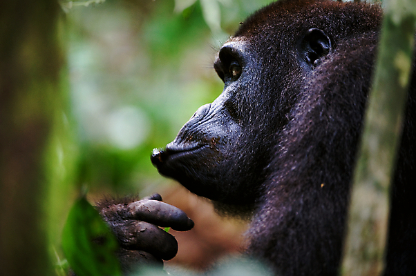포토 JPG 해외이미지 동물 야생동물 포유류 아프리카 자연 종류 앉기 사람없음 옆모습 가로 초록색 머리 검은색 힘 새벽 닫기 숲 위험 큼 먹기 스마트 슛 멸종 유인원 고릴라 돌봄 서쪽 지능 콩고 힘찬 해외202004 해외포토 자연요소 나라 뷰포인트 컬러 컨셉 모션 신체부위 크기 방향 생태계 파일형식 이미지허브