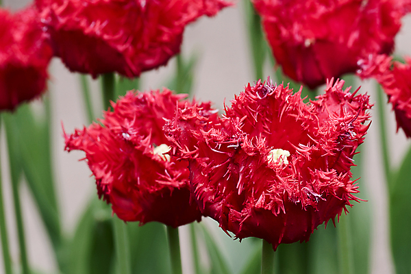 포토 JPG 해외이미지 모양 꽃 백그라운드 자연 사람없음 세트 정원 봄 튤립 해외202004 해외포토 식물 계절 생태계 파일형식 이미지허브