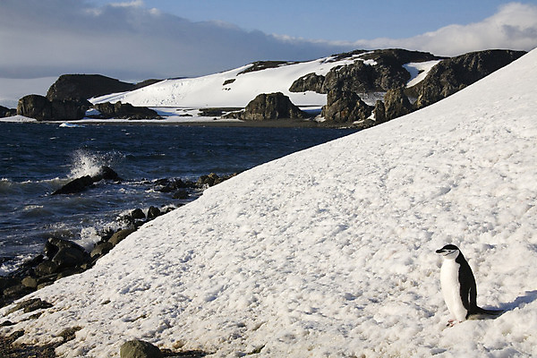 포토 JPG 해외이미지 야생동물 여행 자연 조류 서기 사람없음 추위 남극 펭귄 멀리 해외202004 해외포토 동물 모션 극지방 생태계 파일형식 이미지허브
