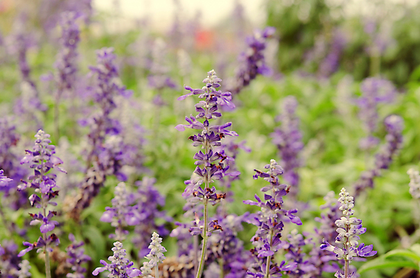 포토 JPG 해외이미지 식물 꽃 백그라운드 꽃무늬 자연 사람없음 초록색 여름 파란색 정원 봄 수확 벚꽃 개화 허브 화단 세이지 해외202004 해외포토 계절 컬러 무늬 농업 생태계 파일형식 이미지허브