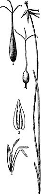 EPS 해외이미지 식물 선 일러스트 미술 검은색 수확 흰색 죽음 습지 그림 판화 변소 해외202004 해외일러스트 컬러 농업 문화예술 파일형식 벡터 이미지허브