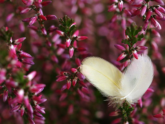 포토 JPG 해외이미지 식물 자연 조류 날리기 사람없음 치킨 닫기 떨어짐 깃털 묘사 비둘기 해외202004 해외포토 동물 컨셉 모션 생태계 닭고기요리 파일형식 이미지허브