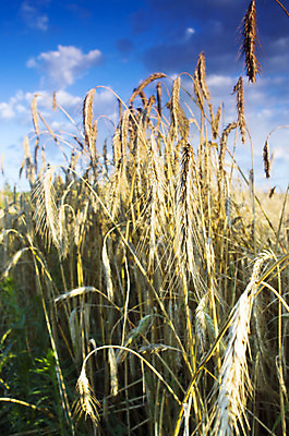 포토 JPG 해외이미지 식물 구름 계절 빵 밭 농업 오렌지 자연 하늘 건강 씨앗 풍경 사람없음 야외 여름 파란색 빛 농작물 컬러풀 햇빛 태양 농장 농경지 노란색 자유 수확 가을 시골 황금 낟알 땅 시리얼 밀 언덕 밀짚 내추럴 밭일 숙성 호밀 해외202004 해외포토 자연요소 산업 음식 컬러 컨셉 과일 곡류 짚 생태계 파일형식 이미지허브