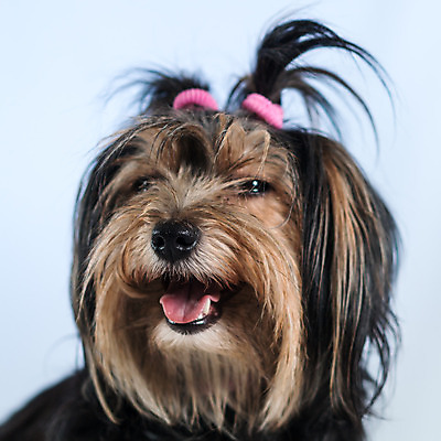 포토 JPG 해외이미지 여자 분홍색 의자 앉기 사람없음 반려동물 갈색 노란색 검은색 개 강아지 복종 신앙심 해외202004 해외포토 동물 컬러 가구 포유류 모션 사람 파일형식 이미지허브