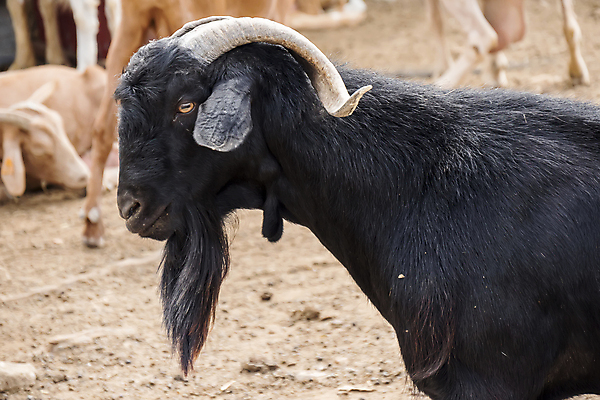 포토 JPG 해외이미지 동물 여자 남자 농업 포유류 자연 염소 털 육류 사람없음 야외 여름 농장 농경지 갈색 머리 환경 가축 봄 우유 시골 군중 땅 젖 양고기 내추럴 동물상 밭일 생태학 해외202004 해외포토 계절 교육 산업 컬러 식재료 유제품 사람 신체부위 조형물 생태계 파일형식 이미지허브
