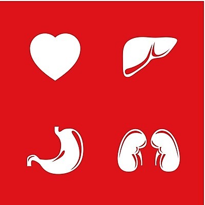 EPS 해외이미지 디자인 실루엣 과학 백그라운드 컨셉 신체 일러스트 해부 아이디어 건강 사람 내부 그래픽 세트 픽토그램 약 의사 하트 오르간 재산 신장 물개 심볼 사인 만족 생물학 간 심플 시스템 외과 고립 심장병 엘리먼트 해외202004 해외일러스트 모양 교육 감정 포유류 의학 촬영기법 병원 금융 바다동물 의료진 장기_의학 건반악기 비뇨기관 질병 파일형식 벡터 이미지허브