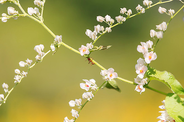 포토 JPG 해외이미지 나무 식물 동물 공원 꽃잎 꽃 분홍색 여행 잎 꽃무늬 밭 과일 자연 사람없음 초록색 햇빛 노란색 정원 봄 산책 성장 흰색 나뭇가지 신선 달콤 방향 교차로 냄새 개미 방법 혼자 해외202004 해외포토 계절 공공시설 길 컬러 곤충 무늬 농업 휴식 태양 맛 생태계 파일형식 이미지허브