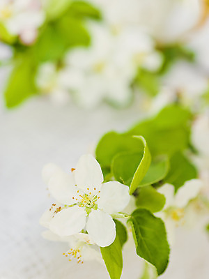 포토 JPG 해외이미지 나무 식물 계절 꽃잎 꽃 선 분홍색 결혼 백그라운드 잎 꽃무늬 자연 부활절 건강 사랑 사람없음 야외 초록색 정원 맑음 침묵 봄 성장 벚꽃 흰색 나뭇가지 신선 개화 사과 과수원 4월 묘사 원예 아로마 부드러움 내추럴 해외202004 해외포토 기념일 감정 컬러 무늬 농업 과일 날씨 이벤트 취미 소리 감각 날짜 생태계 파일형식 이미지허브