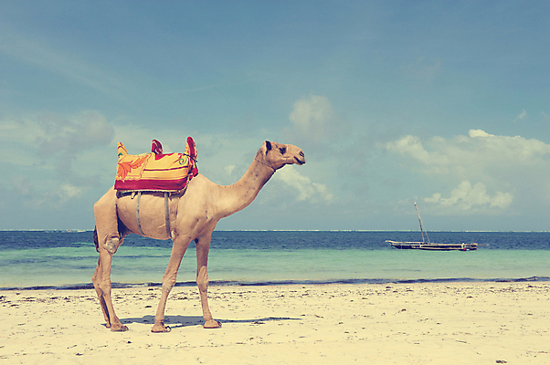 포토 JPG 해외이미지 동물 전통 문화 모래 바다 여행 포유류 교통시설 아프리카 자연 하늘 휴가 사람없음 야외 물 파란색 태양 머리 여행객 사막 뜨거움 승차 사파리 낙타 동쪽 혹 아랍에미리트 단봉낙타 이국적 해외202004 해외포토 자연요소 나라 컬러 교통 중동 모션 사람 신체부위 방향 시설 생태계 파일형식 이미지허브
