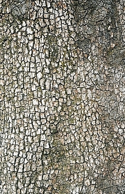 포토 JPG 해외이미지 나무 식물 공원 백그라운드 자연 사람없음 야외 목재 환경 거친 숲 질감 나무껍질 내추럴 생태학 옛날 해외202004 해외포토 공공시설 교육 재료 껍질 생태계 파일형식 이미지허브