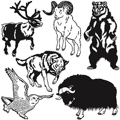 EPS 해외이미지 동물 척추동물 캐나다 일러스트 곰 포유류 자연 사슴 생물 뿔 흑백 세트 환경 수집 북극 대륙 그림 육식동물 부엉이 북쪽 서식지 늑대 알래스카 고립 동물상 램 순록 포식 눈내림 해외202004 해외일러스트 북아메리카 조류 눈_날씨 촬영기법 조형물 미국 극지방 방향 생태계 파일형식 벡터 이미지허브