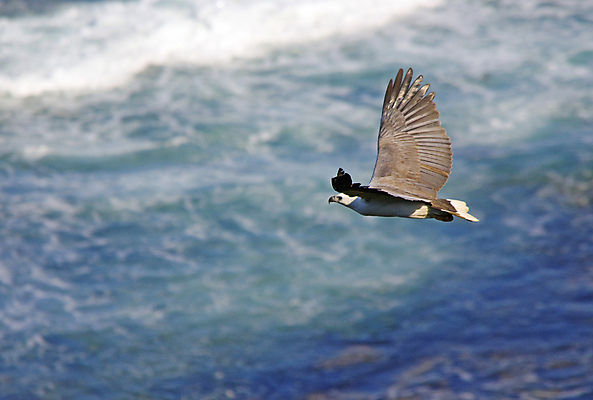 포토 JPG 해외이미지 동물 야생동물 파도 바다 날개 자연 조류 풍경 사람없음 야외 물 맑음 흰색 서핑 호주 깃털 사냥 부리 독수리 육식동물 해외202004 해외포토 자연요소 컬러 날씨 수상스포츠 오세아니아 생태계 파일형식 이미지허브