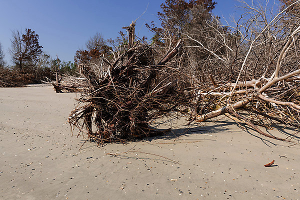포토 JPG 해외이미지 나무 식물 공원 지구 모래 바다 섬 자연 날씨 휴가 따뜻함 그림자 사람 풍경 사람없음 초록색 물 파란색 글로벌 햇빛 환경 맑음 미국 침묵 나뭇가지 죽음 만 뜨거움 보호 습지 홍수 썰물 부식 사냥 기후변화 혼자 해외202004 해외포토 자연요소 공공시설 컬러 컨셉 북아메리카 태양 소리 변화 자연재해 생태계 파일형식 이미지허브