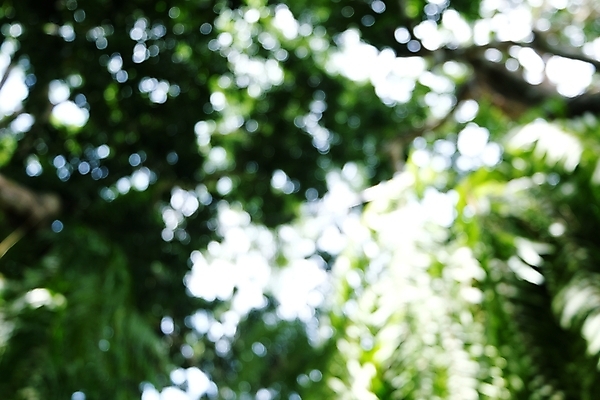 포토 JPG 해외이미지 나무 식물 디자인 계절 공원 백그라운드 컨셉 잎 패턴 밭 자연 벽지 추상 풍경 사람없음 야외 초록색 여름 빛 햇빛 태양 우주 환경 정원 맑음 봄 가을 신선 소프트포커스 숲 질감 보케 부드러움 내추럴 블러 효과 해외202004 해외포토 자연요소 공공시설 컬러 무늬 농업 날씨 촬영기법 감각 생태계 파일형식 이미지허브