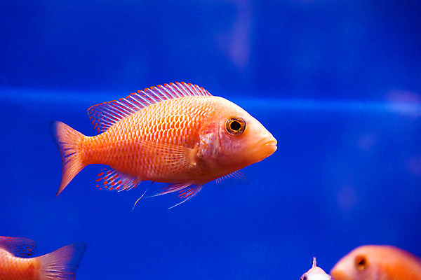 포토 JPG 해외이미지 바다 바닥 어류 사람없음 장식 물 아래 소금 얼룩말 수족관 터키석 해외202004 해외포토 자연요소 수중동물 말_동물 보석 방향 위치 파일형식 이미지허브