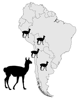 EPS 해외이미지 동물 실루엣 백그라운드 지도 일러스트 검은색 미국 회색 흰색 낙타 남쪽 고립 동물상 라마 분배 해외202004 해외일러스트 컬러 북아메리카 포유류 촬영기법 조형물 방향 파일형식 벡터 이미지허브