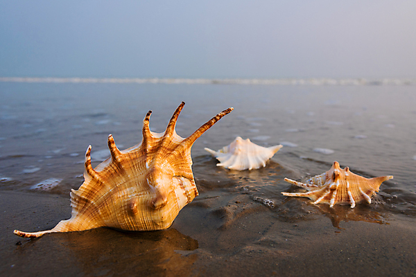포토 JPG 해외이미지 모래 바다 여행 백그라운드 자연 하늘 휴가 조개 풍경 해변 사람없음 야외 물 여름 컬러풀 햇빛 반사 일출 맑음 일몰 거품 껍질 황금 소라 오브젝트 내추럴 이국적 해외202004 해외포토 자연요소 계절 컬러 날씨 어패류 태양 노을 생태계 파일형식 이미지허브