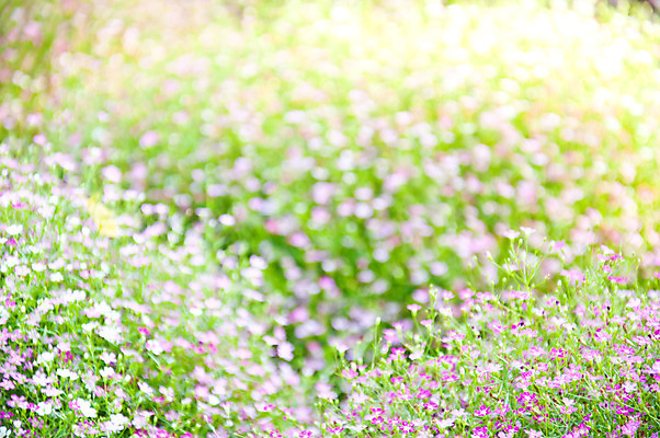 포토 JPG 해외이미지 식물 라이프스타일 백그라운드 잎 꽃무늬 자연 날씨 추상 사람없음 야외 초록색 여름 환경 봄 활발 신선 보호 소프트포커스 유기농 질감 보케 내추럴 블러 생태학 해외202004 해외포토 웰빙 계절 교육 꽃 컬러 컨셉 무늬 촬영기법 생활 생태계 파일형식 이미지허브