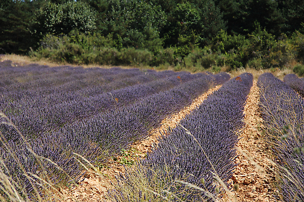 포토 JPG 해외이미지 식물 꽃 밭 농업 하늘 건조 풍경 사람없음 파란색 약 세일 보라색 프랑스 벚꽃 시장 허브 향수 보따리 향기 아로마 비누 아로마테라피 소매 라벤더 라일락 내추럴 프랑스어 프로방스 해외202004 해외포토 문자 유럽 산업 컬러 의학 위생용품 화장품 냄새 테라피 파일형식 이미지허브
