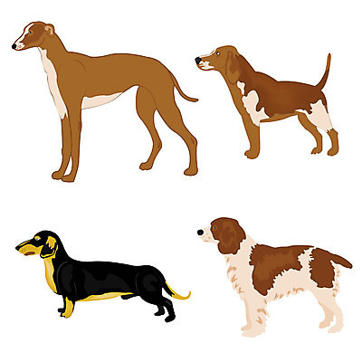 EPS 해외이미지 동물 일러스트 발 종류 반려동물 회색 스패니얼 개 작음 속도 그림 꼬리 비글 양모 요금 집게발 해외202004 해외일러스트 컬러 포유류 신체부위 직물 크기 파일형식 벡터 이미지허브