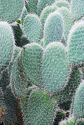 포토 JPG 해외이미지 식물 공원 여행 잎 휴가 선인장 사람없음 야외 세로 초록색 햇빛 정원 사막 흰색 가시 큼 척추 흰배경 스파이크 남쪽 고립 직진 많음 해외202004 해외포토 공공시설 컬러 백그라운드 컨셉 뼈 태양 크기 방향 파일형식 이미지허브