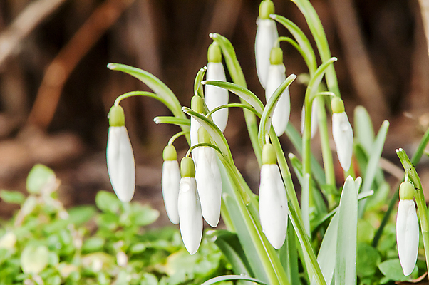 포토 JPG 해외이미지 식물 계절 꽃잎 꽃 잎 꽃무늬 밭 자연 따뜻함 텐트 사람없음 야외 목재 초록색 파란색 빛 햇빛 태양 새싹 정원 계곡 맑음 봄 벚꽃 종 흰색 신선 개울 숲 보석 내추럴 삼림지대 아네모네 취급주의 프리뮬러 헌병 해외202004 해외포토 자연요소 나무 컬러 무늬 농업 재료 날씨 캠핑도구 경고 강 군인 광석 생태계 파일형식 이미지허브