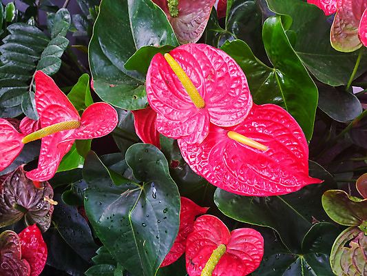 포토 JPG 해외이미지 식물 공원 꽃 백그라운드 잎 꽃무늬 자연 사람없음 장식 빨간색 초록색 여름 컬러풀 정원 벚꽃 신선 원예 내추럴 해외202004 해외포토 계절 공공시설 컬러 무늬 취미 생태계 파일형식 이미지허브