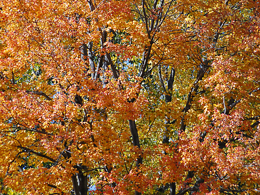 포토 JPG 해외이미지 나무 계절 잎 오렌지 풍경 사람없음 빨간색 초록색 컬러풀 노란색 가을 나뭇가지 해외202004 해외포토 식물 컬러 과일 파일형식 이미지허브