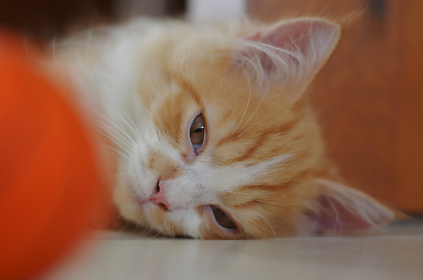 포토 JPG 해외이미지 동물 오렌지 공 포유류 생물 사람없음 반려동물 고양이 먹이 모피 꼬리 부드러움 얼룩무늬 솜털 해외202004 해외포토 무늬 과일 감각 파일형식 이미지허브