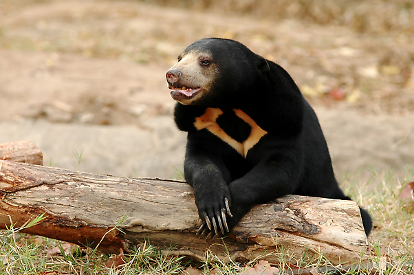 포토 JPG 해외이미지 나무 동물 아시아 야생동물 곰 포유류 자연 생물 털 동물원 종류 동양인 사람없음 태양 검은색 잠 숲 열대우림 낮잠 육식동물 멸종 발톱 총구 해외202004 해외포토 자연요소 식물 나라 컬러 발 인종 생태계 파일형식 이미지허브