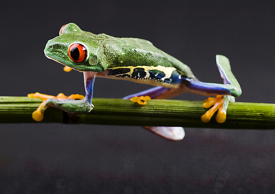 포토 JPG 해외이미지 한마리 야생동물 검은배경 실내 양서류 사람없음 청개구리 기어가기 잎줄기 해외202004 해외포토 동물 1 줄기 백그라운드 모션 개구리 내부 검은색 파일형식 이미지허브