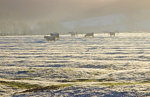 포토 JPG 해외이미지 영어 유럽 겨울 밭 영국 잉글랜드 사람없음 농장 농경지 가축 새벽 추위 소 서리 해외202004 해외포토 자연요소 동물 문자 계절 나라 농업 포유류 파일형식 이미지허브