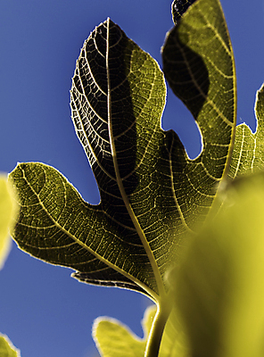 포토 JPG 해외이미지 식물 계절 꽃 실루엣 잎 과일 자연 날씨 휴식 그림자 사람없음 초록색 햇빛 정원 화목 힘 봄 활발 에너지 성장 시골 원예 정맥 무화과 해외202004 해외포토 컬러 컨셉 촬영기법 취미 태양 생태계 혈관 파일형식 이미지허브