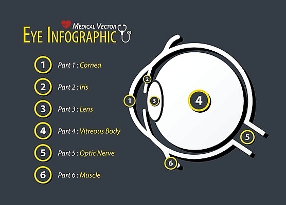 EPS 해외이미지 디자인 백그라운드 신체 일러스트 부분 공 해부 근육 건강 사람 그래픽 약 인포그래픽 회색 흰색 원형 플랫 질병 눈동자 생물학 시력 시스템 붓꽃 안과 돌봄 땅바닥 엘리먼트 해외202004 해외일러스트 도형 교육 꽃 컬러 의학 모션 바닥 병원 눈_신체부위 파일형식 벡터 이미지허브