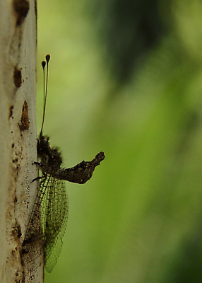 포토 JPG 해외이미지 나무 날개 자연 안테나 성인 사람없음 야외 성장 잠자리 내추럴 해외202004 해외포토 식물 곤충 통신 사람 생태계 파일형식 이미지허브