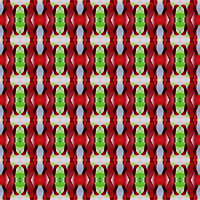 포토 JPG 해외이미지 식물 꽃 백그라운드 패턴 자연 벽지 추상 사람없음 컬러풀 나뭇가지 해외202004 해외포토 나무 컬러 무늬 생태계 파일형식 이미지허브