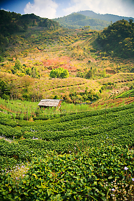 포토 JPG 해외이미지 식물 계절 행복 종이 백그라운드 잎 크리스마스 겨울 패턴 밭 농업 자연 눈사람 벽지 하늘 휴가 산 풍경 사람없음 장식 빨간색 초록색 파란색 농장 노란색 3D 우주 검은색 목도리 추위 흰색 시골 차 12월 사인 질감 복고 장면 고립 그런지 옛날 해외202004 해외포토 잡화 기념일 감정 산업 음료 컬러 무늬 날짜 디지털합성 생태계 파일형식 이미지허브