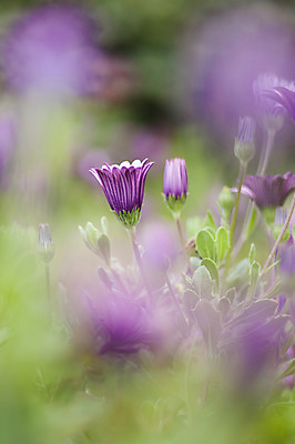 포토 JPG 해외이미지 식물 꽃잎 꽃 분홍색 자연 해바라기 사람없음 초록색 여름 컬러풀 보라색 봄 닫기 묘사 데이지 해외202004 해외포토 계절 컬러 모션 생태계 파일형식 이미지허브