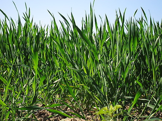 포토 JPG 해외이미지 음식 농업 옥수수 사람없음 초록색 농경지 봄 수확 시골 시리얼 밀 해외202004 해외포토 계절 산업 컬러 곡류 농장 파일형식 이미지허브