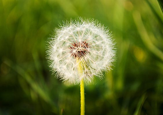 포토 JPG 해외이미지 식물 계절 꽃 자연 씨앗 사람없음 초록색 봄 흰색 민들레 타격 해외202004 해외포토 컬러 모션 생태계 파일형식 이미지허브