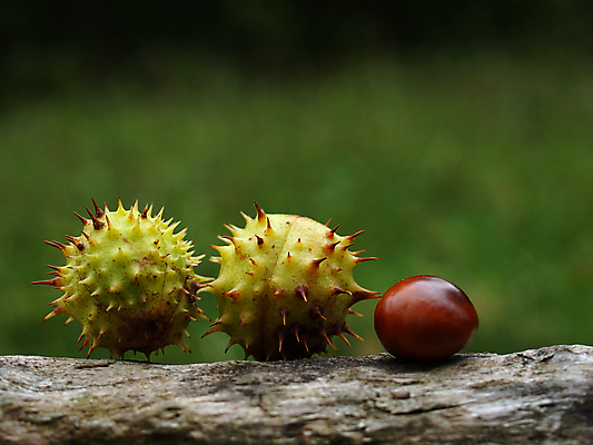 포토 JPG 해외이미지 나무 식물 자연 사람없음 초록색 갈색 정원 가을 가시 숲 스파이크 해외202004 해외포토 계절 컬러 생태계 파일형식 이미지허브
