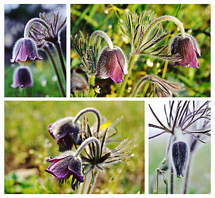 포토 JPG 해외이미지 식물 계절 꽃잎 꽃 꽃무늬 자연 사람없음 야외 초록색 보라색 봄 들꽃 성장 벚꽃 개화 허브 제비꽃 모음 솜털 해외202004 해외포토 컬러 무늬 생태계 파일형식 이미지허브