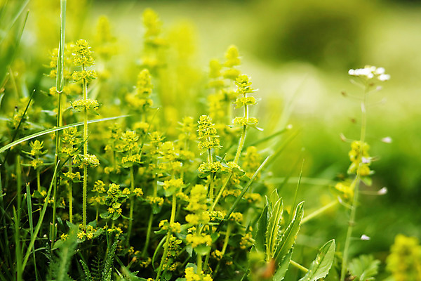 포토 JPG 해외이미지 식물 밭 자연 산 사람없음 초록색 봄 신선 허브 냄새 아로마 치료제 해외202004 해외포토 계절 컬러 농업 약 생태계 파일형식 이미지허브