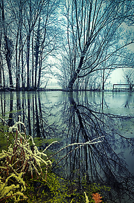 포토 JPG 해외이미지 나무 계절 겨울 자연 풍경 사람없음 물 반사 얼음 이탈리아 거울 추위 시골 연못 12월 해외202004 해외포토 자연요소 식물 유럽 날짜 생태계 파일형식 이미지허브