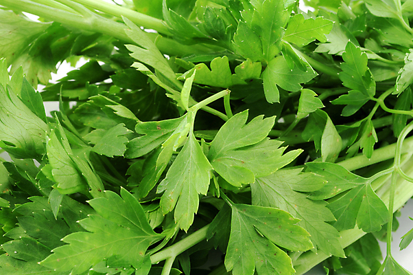 포토 JPG 해외이미지 다이어트 재료 파슬리 요리 사람없음 주방 신선 맛 해외202004 해외포토 컨셉 채소 건강 파일형식 이미지허브