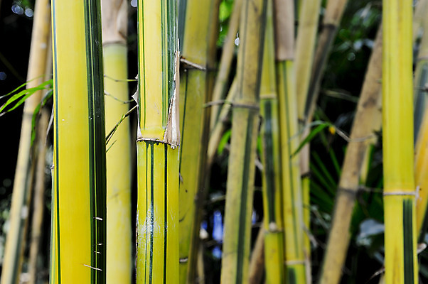 포토 JPG 해외이미지 나무 식물 줄기 잎 자연 동양인 사람없음 초록색 노란색 정원 중국 침묵 봄 성장 나뭇가지 신선 숲 대나무 묘사 질감 내추럴 해외202004 해외포토 계절 아시아 컬러 인종 소리 생태계 파일형식 이미지허브
