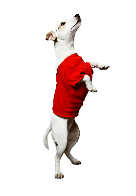 포토 JPG 해외이미지 동물 응시 이동 포유류 모션 생물 사람없음 반려동물 갈색 흰색 개 테리어 무릎 위치 송곳니 고립 기르기 유래 해외202004 해외포토 시선 컬러 컨셉 신체부위 치아 돌봄 파일형식 이미지허브