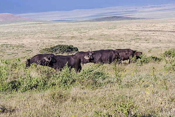 포토 JPG 해외이미지 구름 아프리카 하늘 풍경 사람없음 야외 초록색 파란색 흰색 황무지 탄자니아 해외202004 해외포토 자연요소 나라 컬러 파일형식 이미지허브